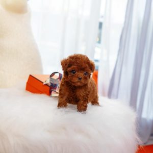 Duke- Toy Poodle