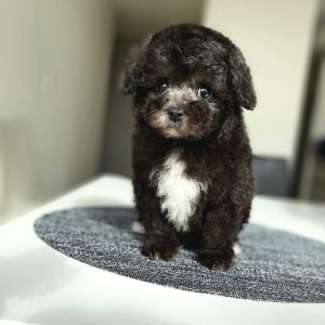 Leo-Toy Poodle