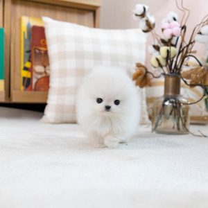 Lola-Pomeranian Puppy