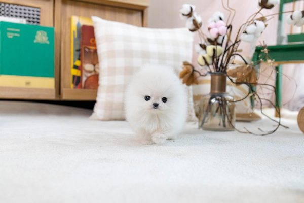 Lola-Pomeranian Puppy