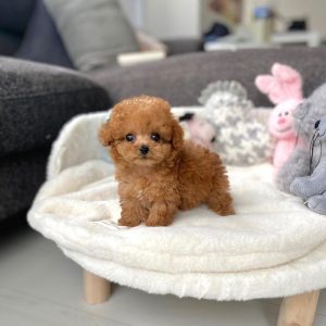Lucy- Toy Poodle
