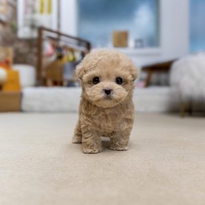 Sophie- Toy Poodle