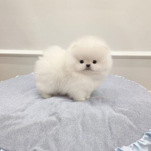 Willow – Pomeranian Puppy