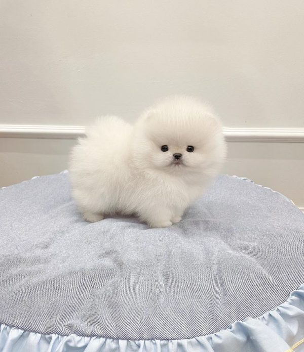 Willow – Pomeranian Puppy