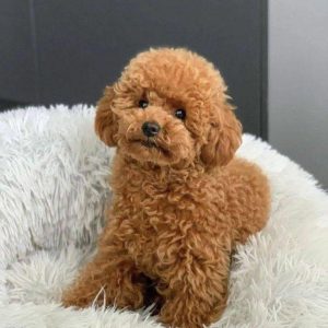 Cherie – Toy Poodle puppy