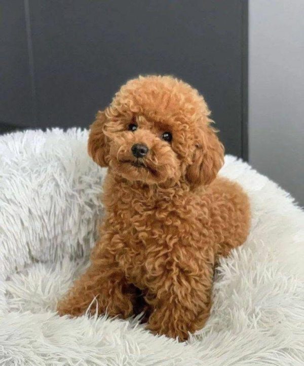 Cherie - Toy Poodle puppy