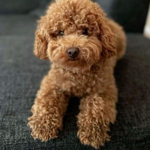 Emilien- Toy Poodle Puppy
