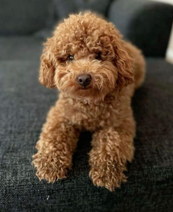 Emilien- Toy Poodle Puppy
