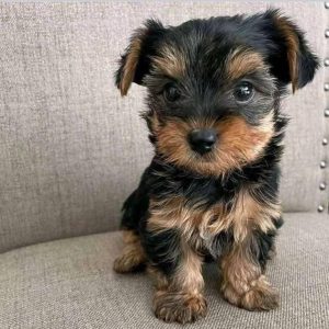 Jack- Teacup Yorkie