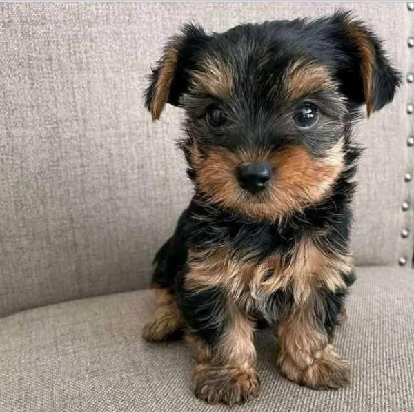 Jack- Teacup Yorkie
