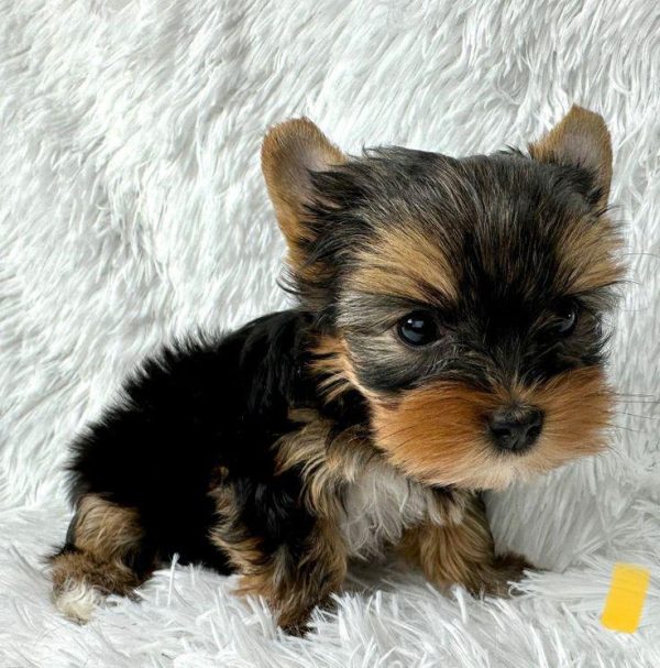 Janie- Teacup Yorkie Puppy