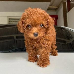 Melvine- Toy Poodle puppy