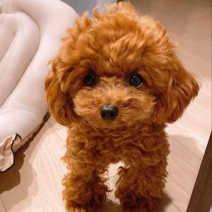 Thom- Toy Poodle puppy