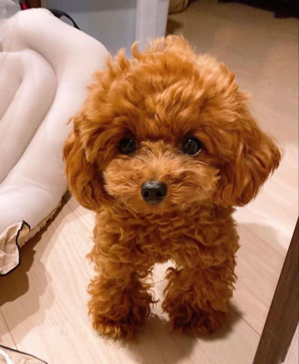 Thom- Toy Poodle puppy