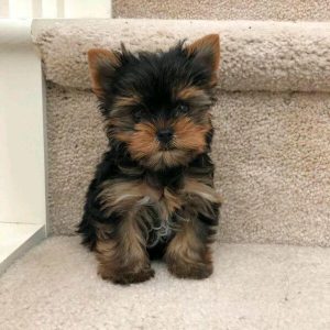 Melanie- Teacup Yorkie