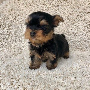 Mike- Teacup Yorkie Puppy